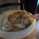 A photo of the writer's cat taken with the GoPro Hero 11